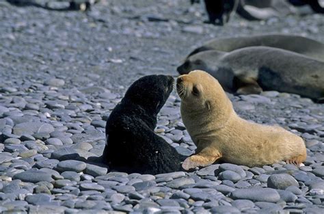 Antarctic fur seal pups at South Georgia, showing the wild-type (left ...