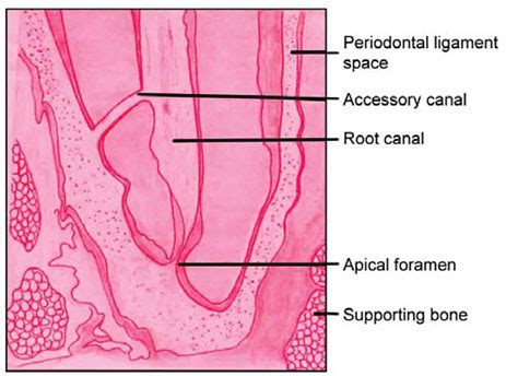 Apical Foramen Histology