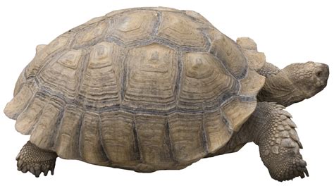 Pet clipart pet tortoise, Pet pet tortoise Transparent FREE for download on WebStockReview 2024