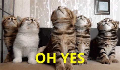 Yes Cats GIF - Yes Cats Nodding - Discover & Share GIFs