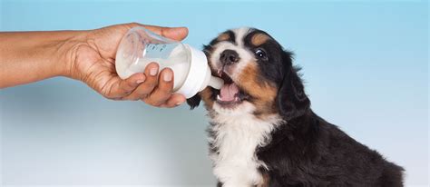 The Best Puppy Milk Replacers in 2022 | My Pet Needs That