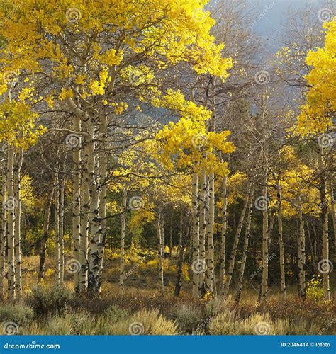 Aspen trees in fall color stock photo. Image of woodland - 2046414