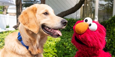 Elmo Helps The Most Energetic Dog In The Shelter Find The Perfect Forever Family With Dodo Kids ...