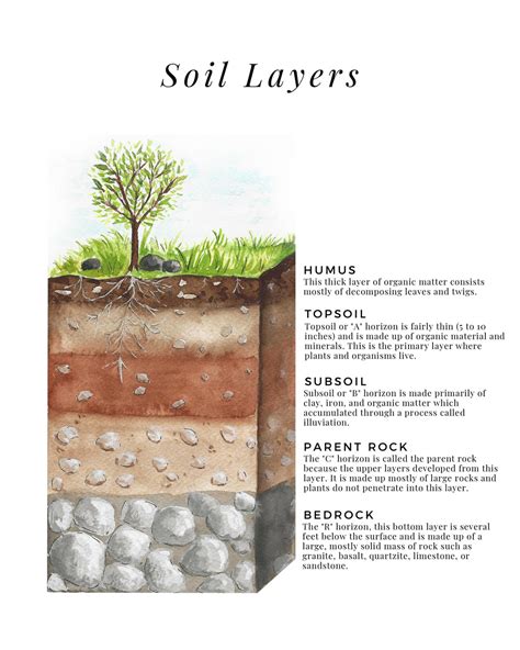 Soil Profile Diagram Worksheet