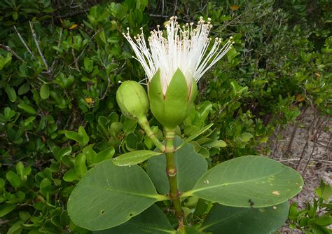 Flora of Mozambique: Species information: individual images: Sonneratia ...