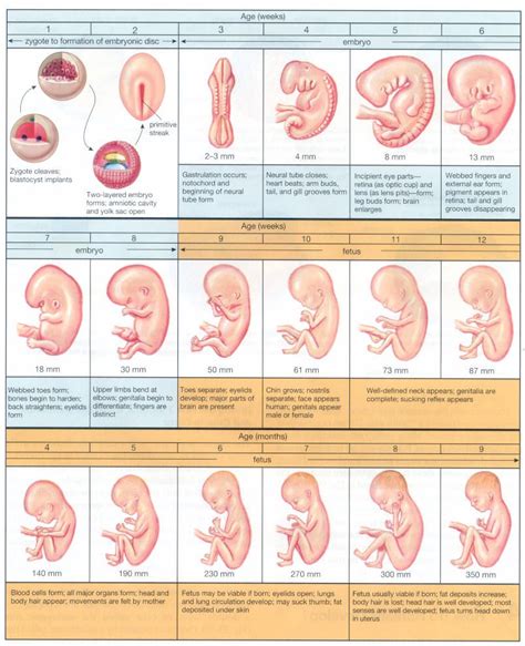 Stages Of Prenatal Development Worksheet