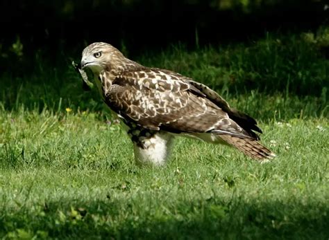 Do Hawks Migrate? Understanding the Fascinating Journey of Hawk Migration