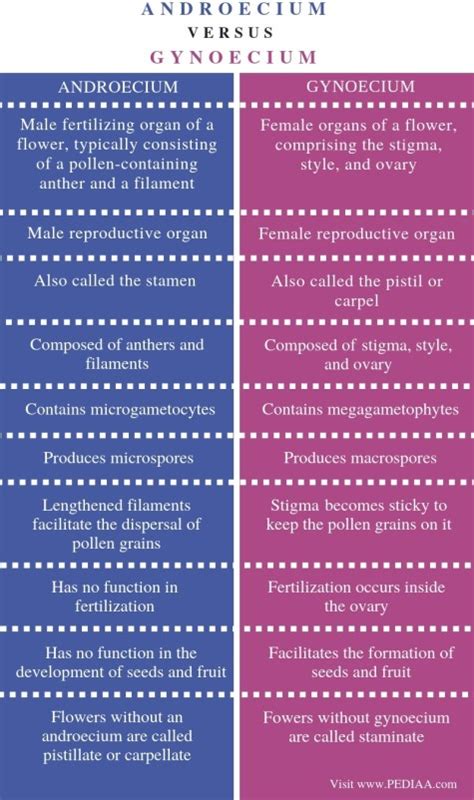 What is the Difference Between Androecium and Gynoecium - Pediaa.Com