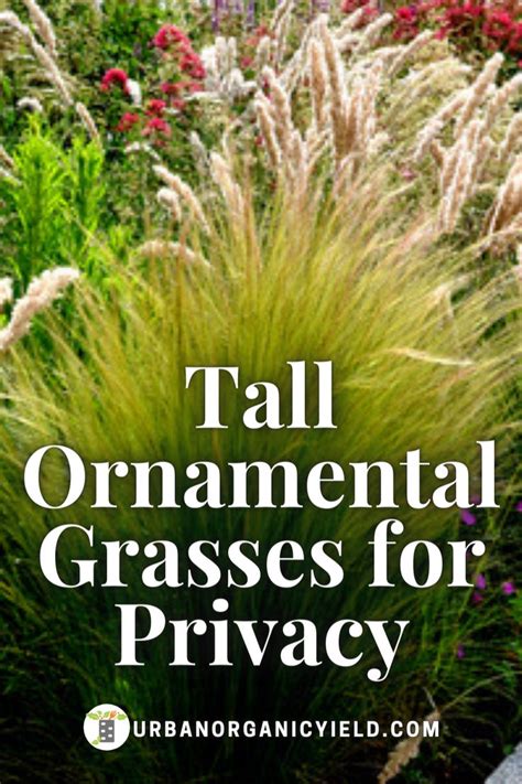 Tall Ornamental Grasses Privacy Screens | Tall ornamental grasses, Ornamental grasses, Grasses ...