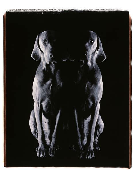 William Wegman’s Weimaraners Star in His New Book, Being Human | Vogue