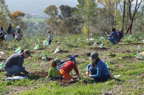 Israel's National Tree Planting Ceremony - Tu'Bshvat - Caari