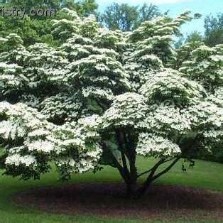 White Kousa Dogwood Tree | Stunning White Blooms - PlantingTree