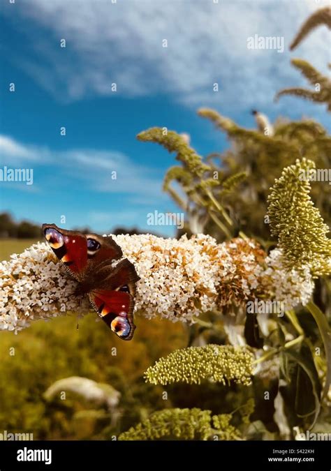 Beautiful Nature in Sweden Stock Photo - Alamy