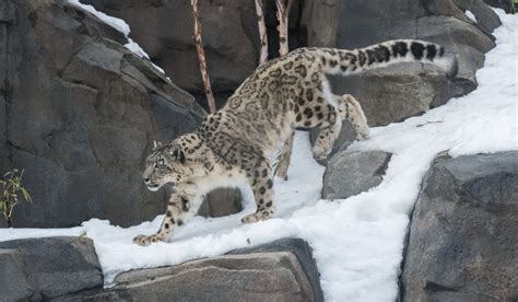 Allison Maher Stern Snow Leopard - Central Park Zoo | Snow leopard ...