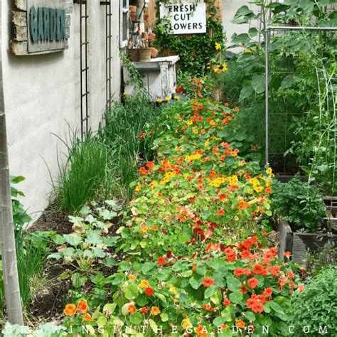 How to Grow Nasturtiums: How to Plant, Grow, and Care for Nasturtiums ...