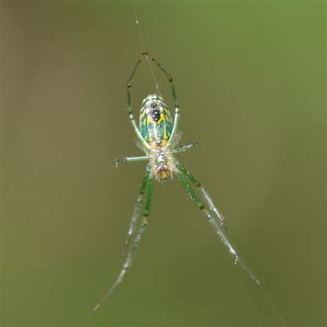 Speed-dating the Spiders III, the Orchard Spider – Field Station