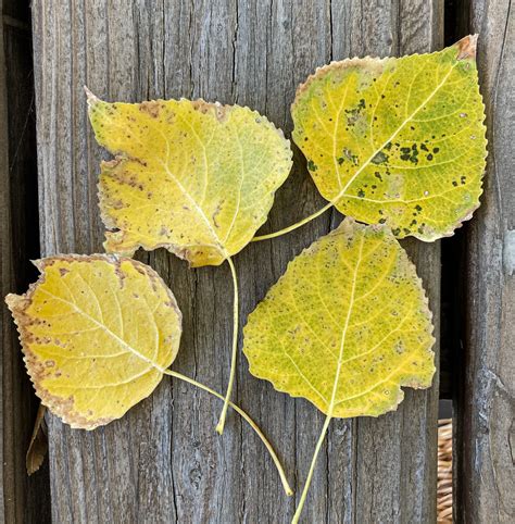 cottonwood_leaf_20201009_100 | Cottonwood leaves, collected … | Flickr