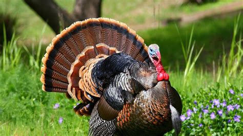 Screensaver Turkey Hunting Wallpaper - Draw-u