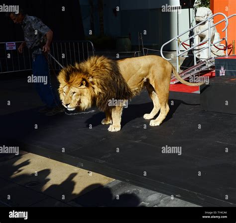 Leo the lion (mgm mascot) hi-res stock photography and images - Alamy