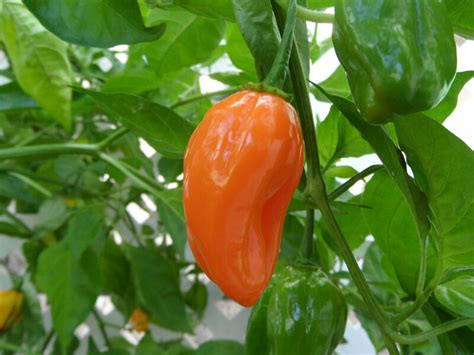 Capsicum chinense peppers | Super Hot Chiles