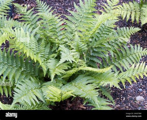 DRYOPTERIS COMPLEXA ROBUST MALE FERN Stock Photo - Alamy