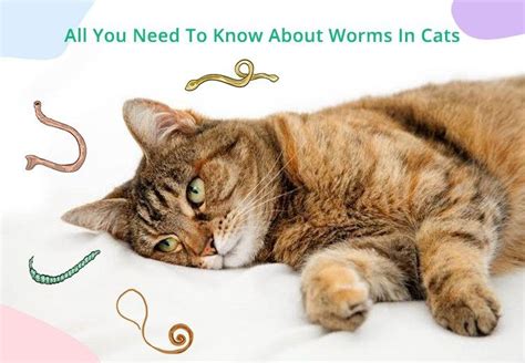 Preventing Hookworm Infection in Cats - BEACONPET