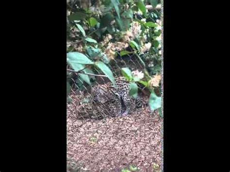 Ocelots mating - YouTube