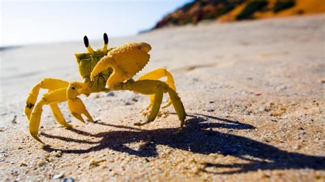 How is a crab adapted to life on the seashore? | Reference.com | Crab, Animals, Animal cognition