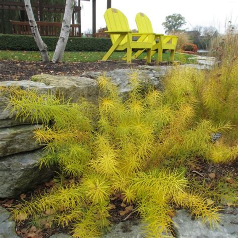 Perennials for Fall Color! - National Garden Bureau