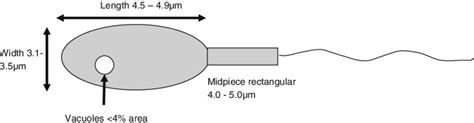 Characteristics of normal morphology spermatozoa with MSOME. Standard... | Download Scientific ...