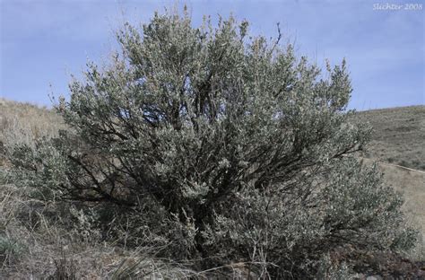 Basin Big Sagebrush, Big Sagebrush: Artemisia tridentata ssp. tridentata (Synonyms: Artemisa ...