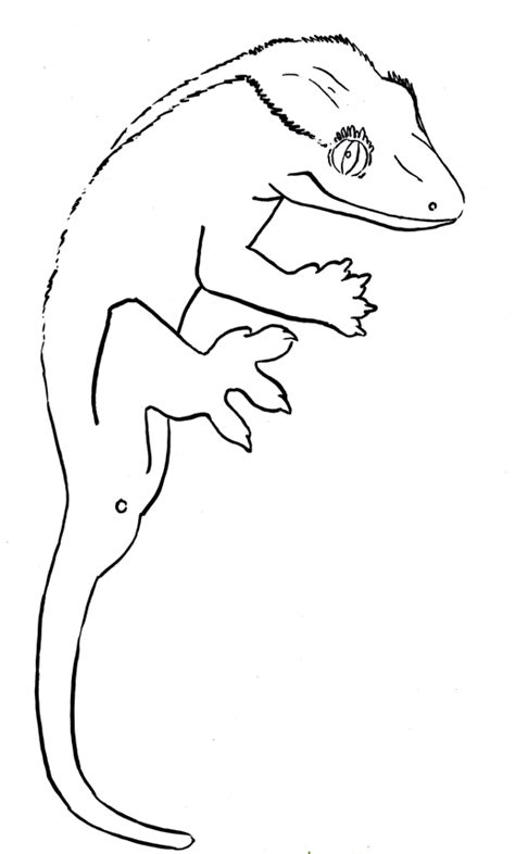 Crested gecko, Gecko, Cartoon style drawing