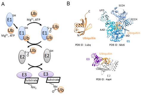 Molecules | Free Full-Text | Structural Diversity of Ubiquitin E3 Ligase