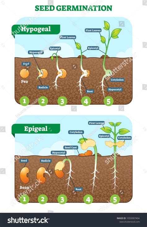 42 imágenes de Epigeal - Imágenes, fotos y vectores de stock | Shutterstock