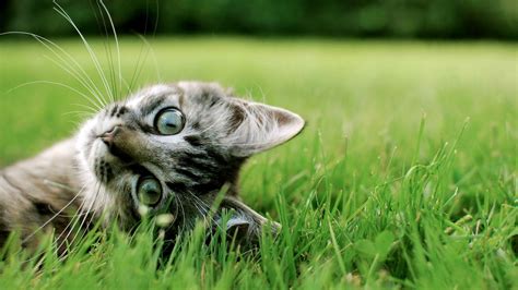 Cute Kitten Desktop Wallpaper (60+ images)