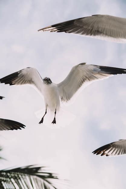 Premium Photo | Seagulls in flight on a tropical caribbean beach