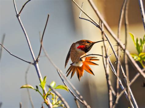 Meet The Allen’s Hummingbird (Facts & Photos)