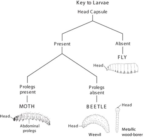 Knapweed/Identifying Insects - Bugwoodwiki