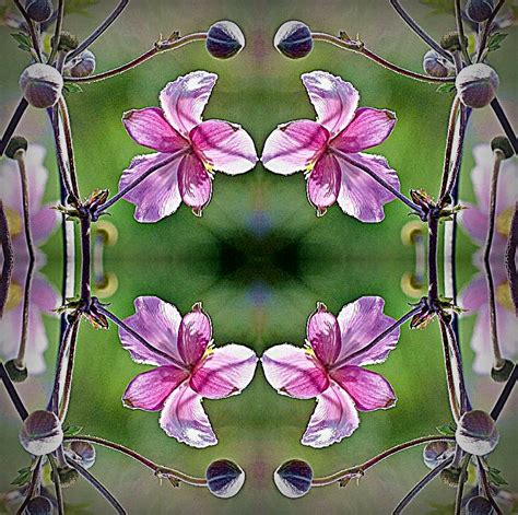 2016-05-03 symmetrical pink windflower 3 | Mo | Flickr