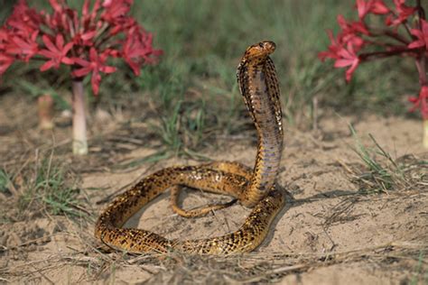 Cape Cobra Facts and Pictures | Reptile Fact