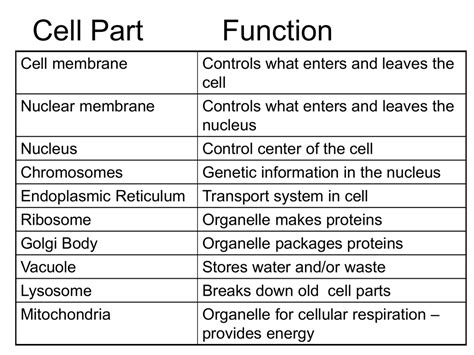 Animal Cell | Definition , Functions & Structure | Medical school stuff, Learn biology, Biology ...