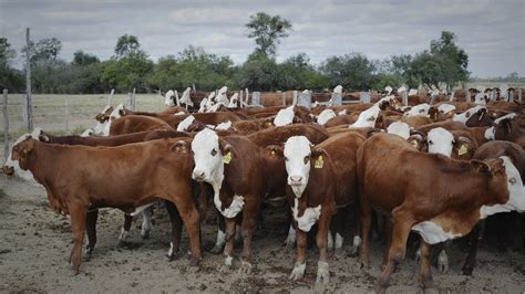 Manejo De Ganado Bovino De Carne - Noticias de Carne