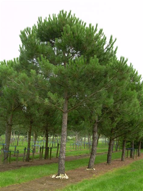 Pinus pinea | Umbrella pine, Stone pine - Van den Berk Nurseries