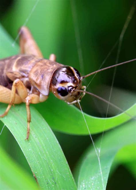 Cricket Trap: How to Catch a Cricket (Live or Lethal) 7 Ways » The Buginator