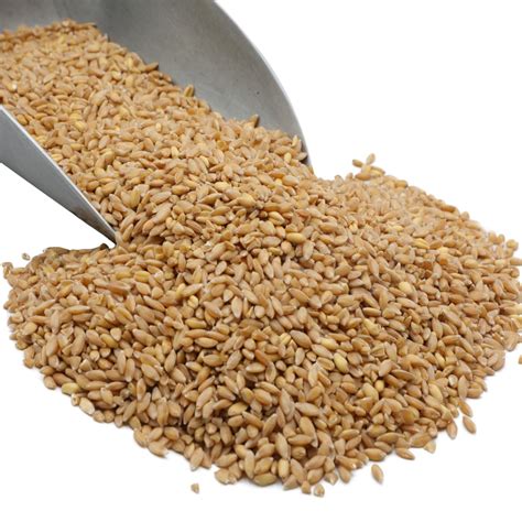 Prairie Gold Hard White Spring Wheat Berries 10 lbs. - Bulk Nuts 4 You