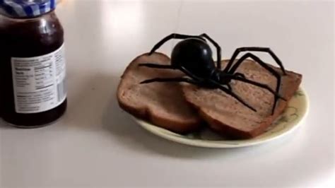 Giant Black Widow Spider | JesseAndMike Wiki | Fandom