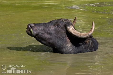 Bubalus bubalis Pictures, Water Buffalo Images, Nature Wildlife Photos ...