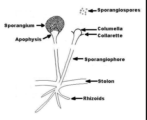 Describe the structure of rhizopus with the help of a diagram. - Brainly.in