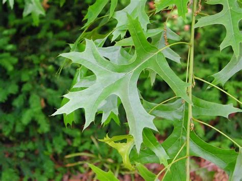 Trees Planet: Quercus palustris - Pin Oak