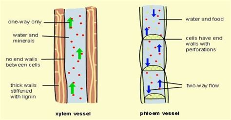 Phloem Formation and Function in Plants - QS Study